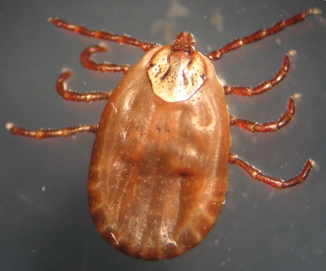 Presence of an emerging zoonotic pathogen (Borrelia burgdorferi) and an inventory of tick species and their distribution on Vancouver island